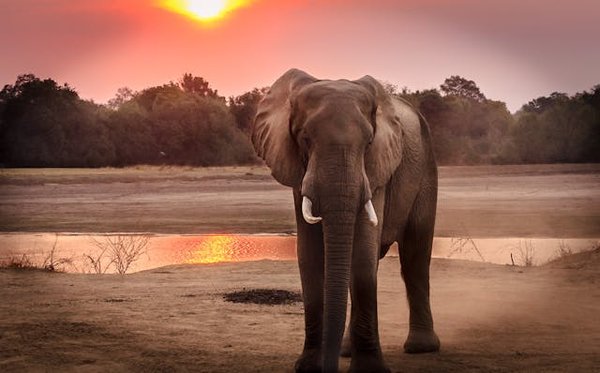 Quels sont les meilleurs endroits pour observer les éléphants en Botswana?